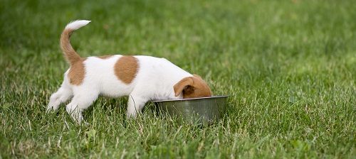 royal canin la sécurité et la qualité alimentaire pour votre animal